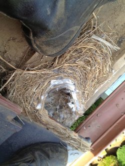 画像3: 鳥の巣駆除　害鳥対策