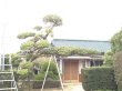 画像3: 植木・松の剪定作業