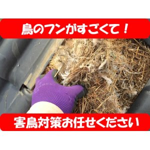 画像: 鳥の巣駆除　害鳥対策