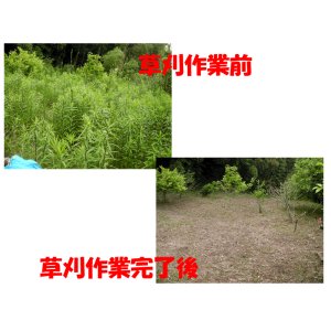 画像: 草刈・草取り・剪定